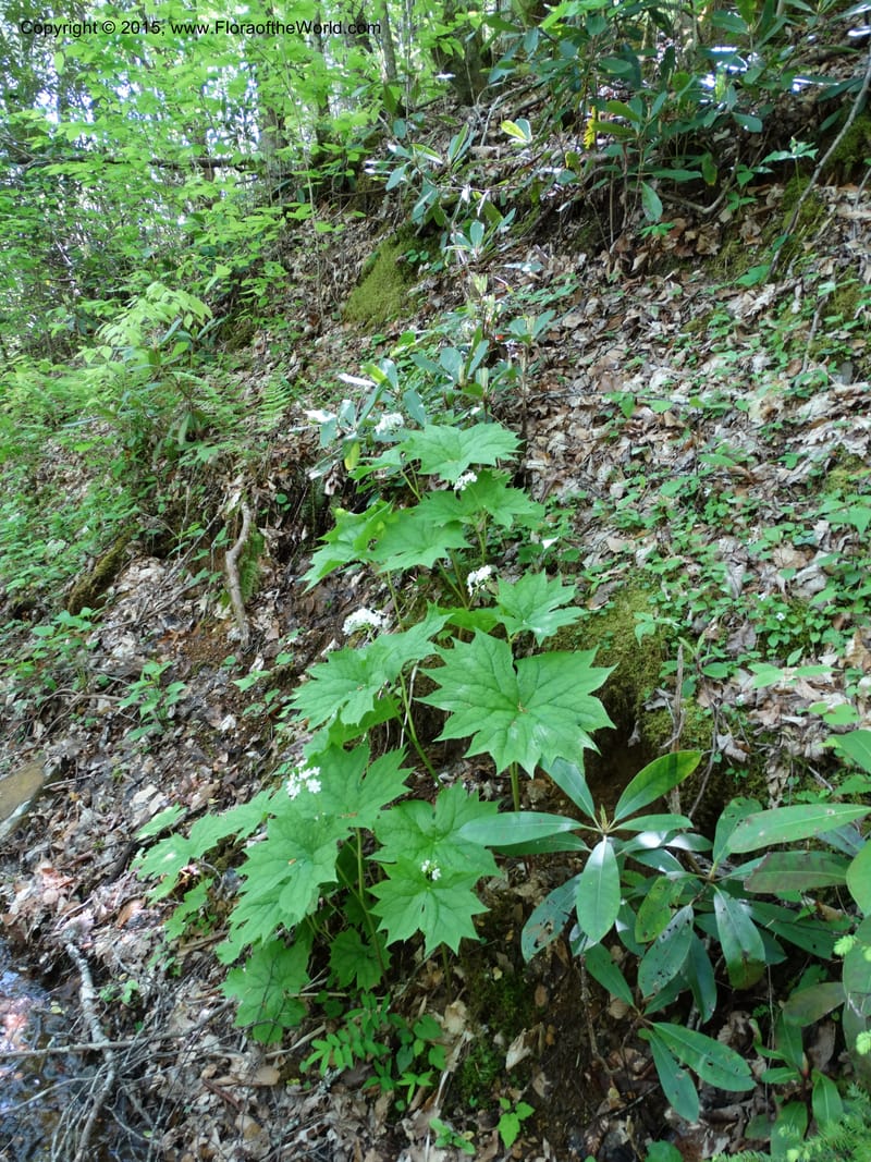 Diphylleia cymosa, Davidson, C 12981--North Carolina. Clay Co. Perry Gap Rd, Barnard's Cr. 13 May 2015. DSC04860 (25).JPG