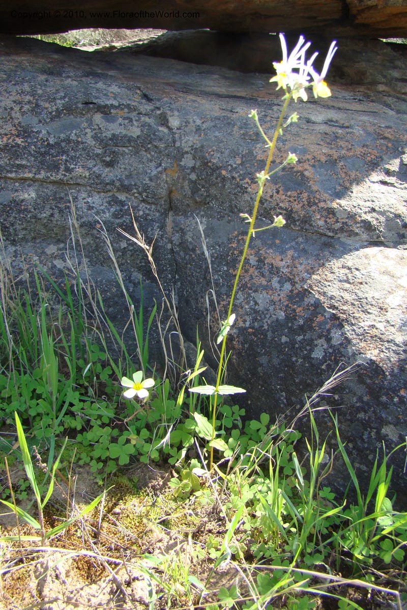 Nemesia cheiranthus, C. Davidson 11523--South Africa. Northern Cape. Papkuilsfontein. 25 Aug 09. 275 (8).jpg