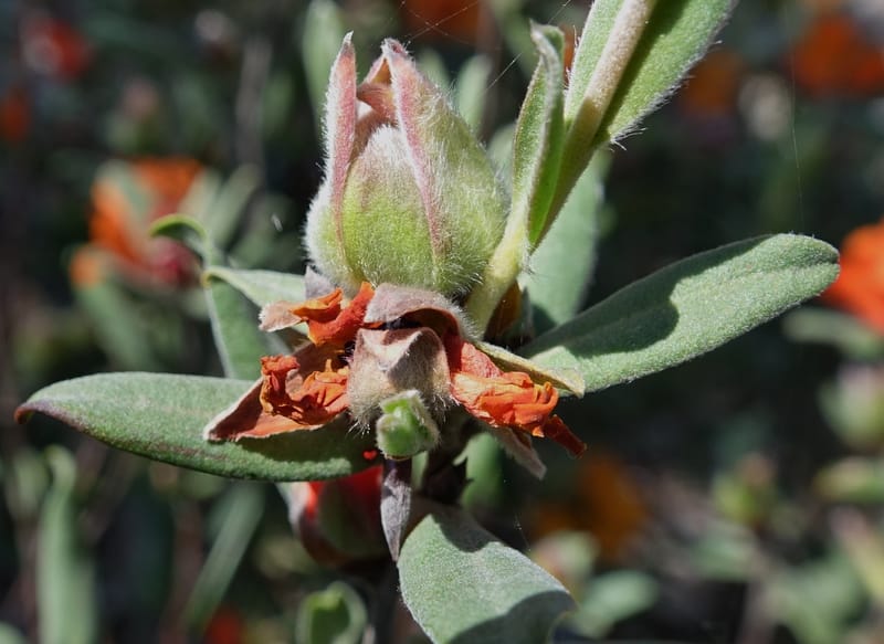 Hibbertia miniata, Davidson, C 13376--Australia. W.A. Flora Rd. 22 Oct 2016. DSC03739 (10).JPG
