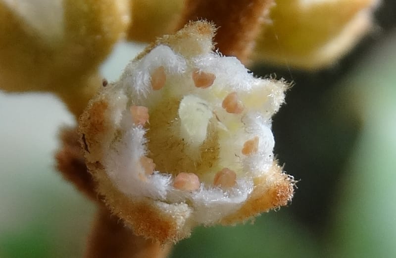 Storthocalyx sordidus, Callmander, M 1230--New Caledonia. Haute Robinson. 11 Nov. 2015. DSC00909 (82).JPG
