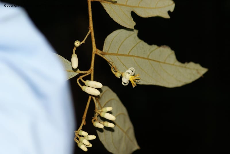 Styrax nicaraguensis,WDS#27263,Nicaragua,Matagalpa,La Selva Negra,16June2008 8161.JPG