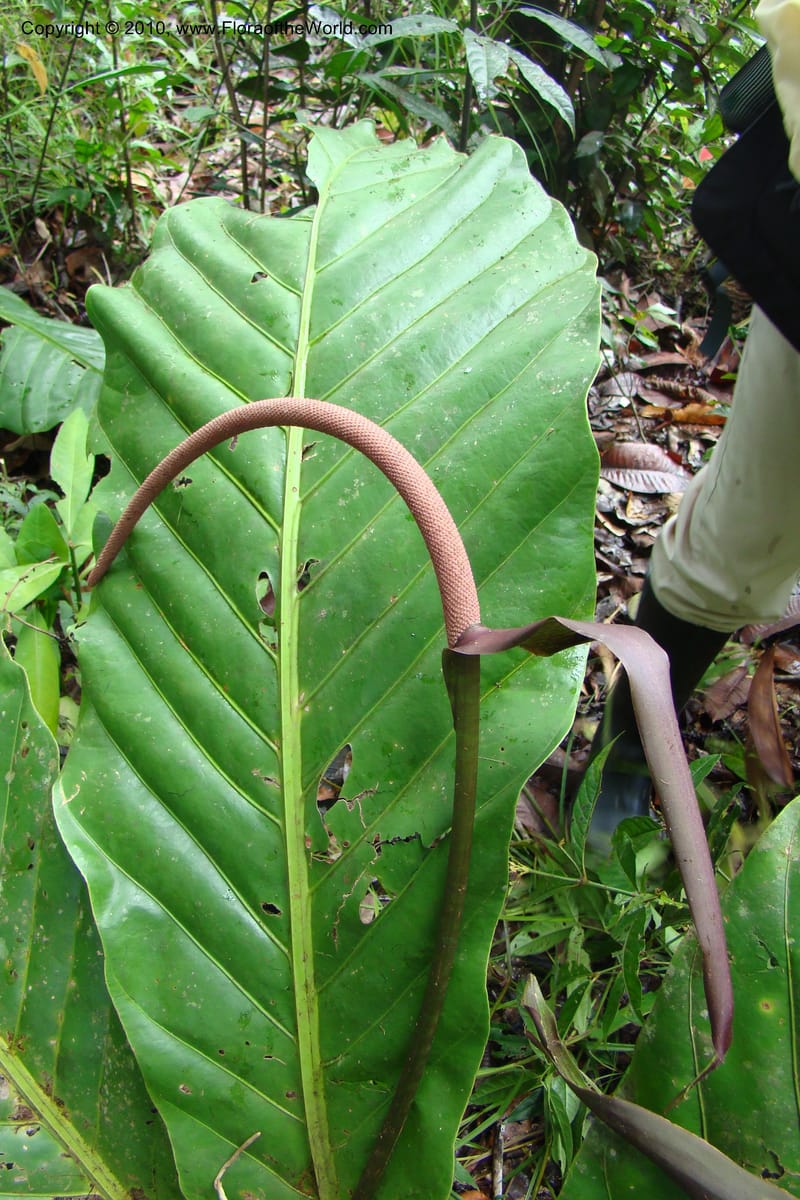 Anthurium, Vasquez 34815--Peru. Loreto. Dist. Nauta. Miraflores, Rio Tigre. 10 Nov 08. 039.jpg
