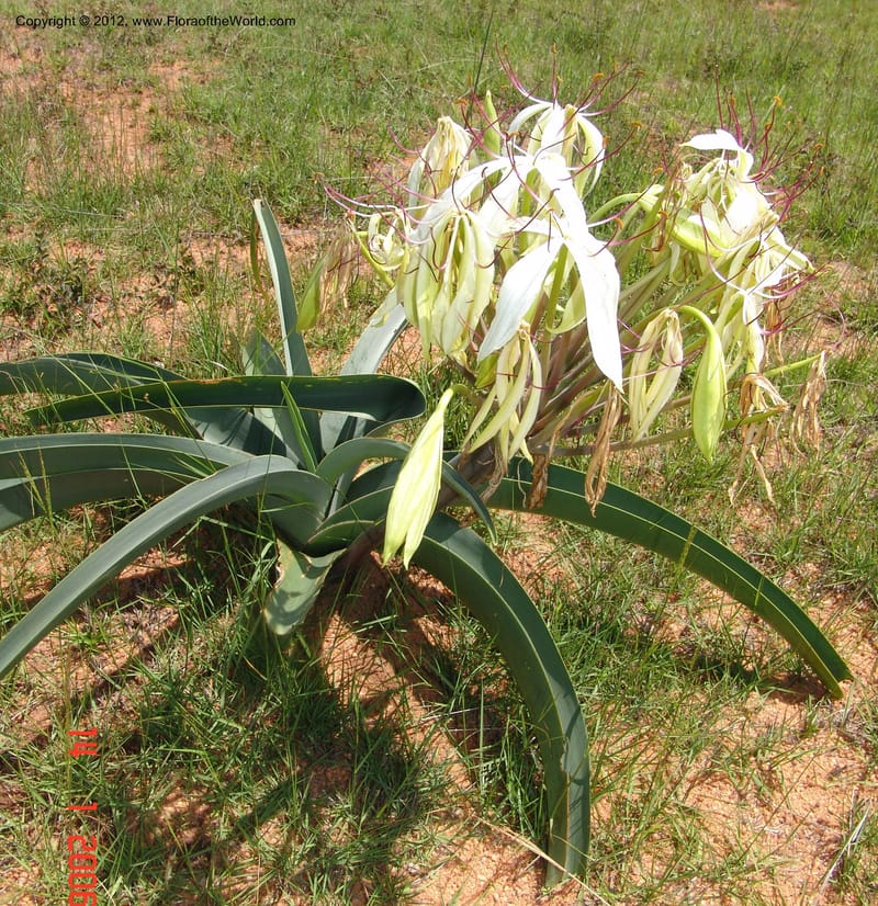 Crinum sp. unk., Not collected-Madagascar 004 (2).jpg
