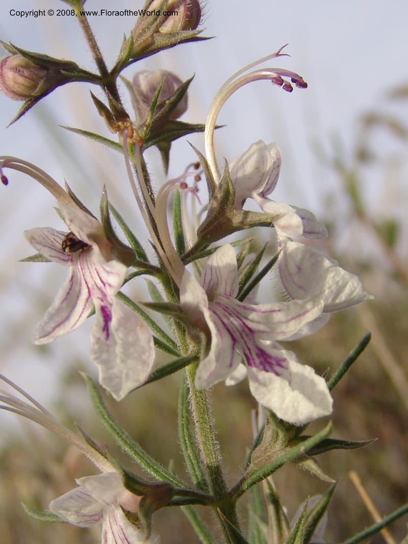 Teucrium pseudochamaepitys--Spain. Prov. Alm. Cabo d Gata. Jard.Bot.El Abardinal. 23 Apr 05. 133.jpg