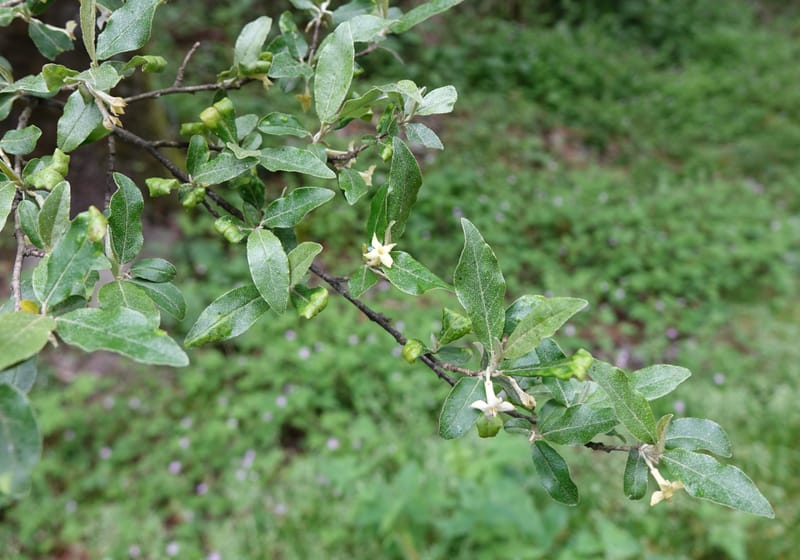 Elaeagnus umbellata, Tseng Yu-Hsin 1323--Taiwan. Dayaling jct on Highway 7. 21 May 2016. DSC03612 (19).JPG