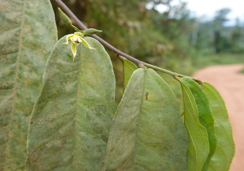 Grewia, C. Davidson 14070--Gabon. Maurel and Prom Rd. 24 Oct 2019. DSC02146 (31).JPG