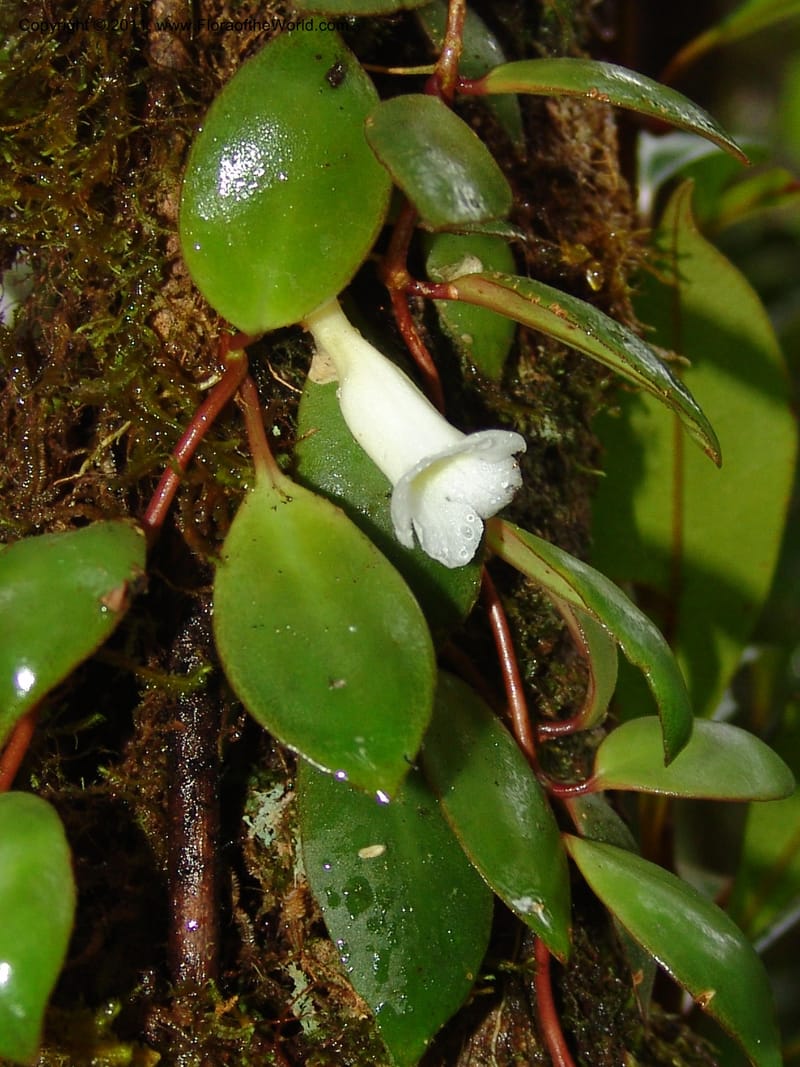 Codonanthe, RVasquez31544--Peru. Prov. Oxa. Estac. Paujil. Send. El Mirador. 16 Oct 06. 208.jpg