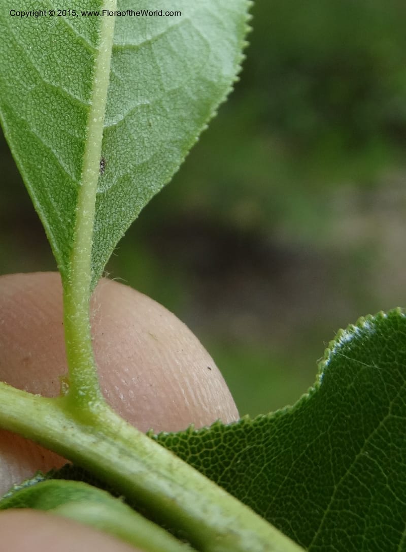 Escallonia pulverulenta, Davidson, C 12833--Chile. Cerro El Colorado, E of Talca. 28 Nov 2014. DSC08873 (64).JPG