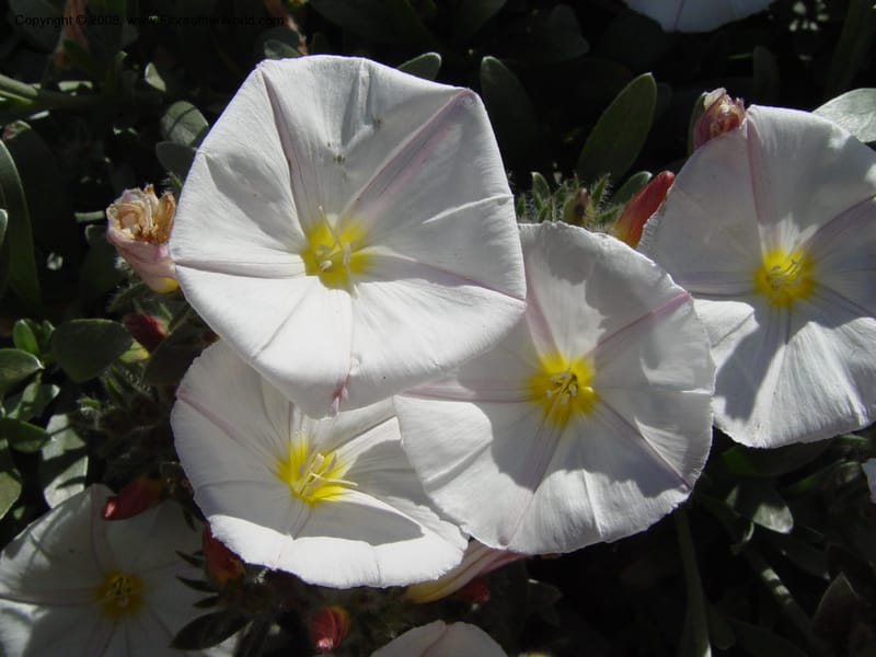 Convolvulus cneorum, 2003.0375--Spain. Barcelona Botanic Garden. 21 Apr 04. 088.jpg