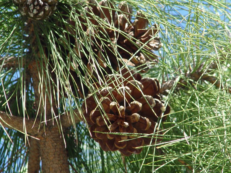 Pinus canariensis, 1999.00090--Spain. Barcelona Botanic Garden. CD21 Apr 04. 1. 138.jpg