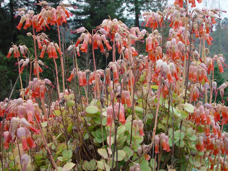 Kalanchoe laxiflora. 54.1453. --Ca. UC Berkeley Bot. Gard. 11 Feb 03. 071.jpg