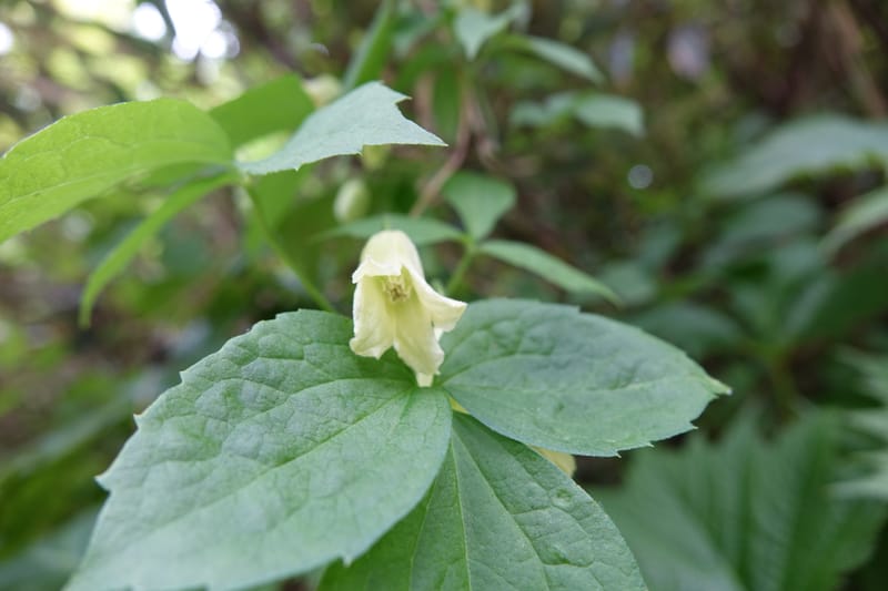 Clematis--Japan. Niigata. Miyoko-Togakushi N. P. Tsubame. 25 May 2016. DSC04209 (133).JPG
