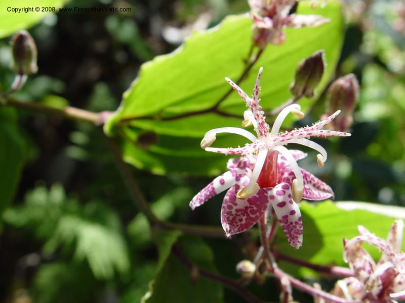 Tricyrtis macropoda, 82.1612--CA. UC Berkeley Bot. Gdn. 19 Sep 03. 004.jpg