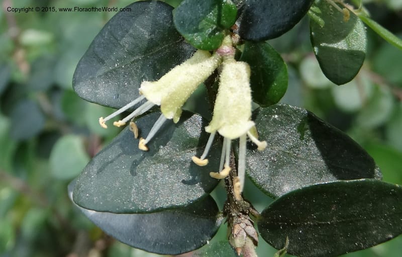 Lonicera, Boufford, D 43595--China. Sichuan. Tudiling Tunnel. 6 May 2014. DSC03860 (50).JPG