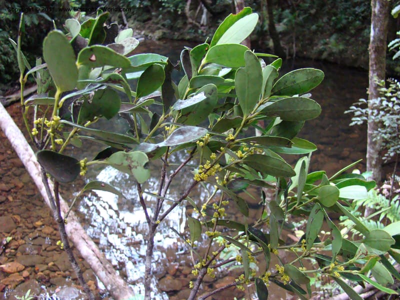 Balanops,  Munzinger, J 4854--New Caledonia, Dogny, 19 Nov 2007, 13 (4).jpg