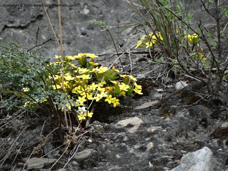 Wikstroemia, Boufford, D 43598--China. Sichuan. Yonghe Village. 6 May 2014. DSC04110 (55).JPG