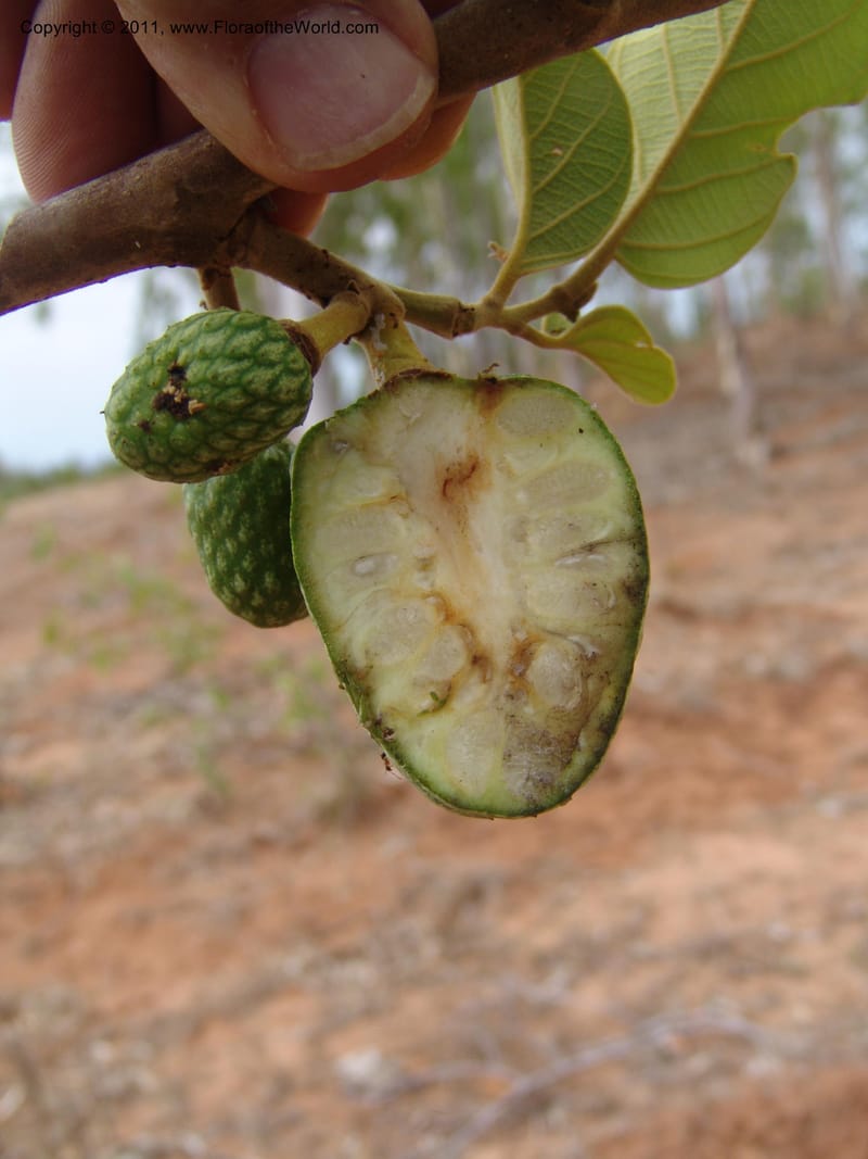 Annona, ROR1522--Madag. Prov. Antsir. Sahafary, Andranomadiro. 7 Nov 06. 556.jpg