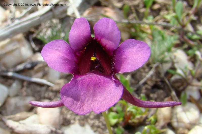 Diascia, C. Davidson 11561--South Africa. Northern Cape. Papkuilsfontein. 26 Aug 09. 209 (6).jpg