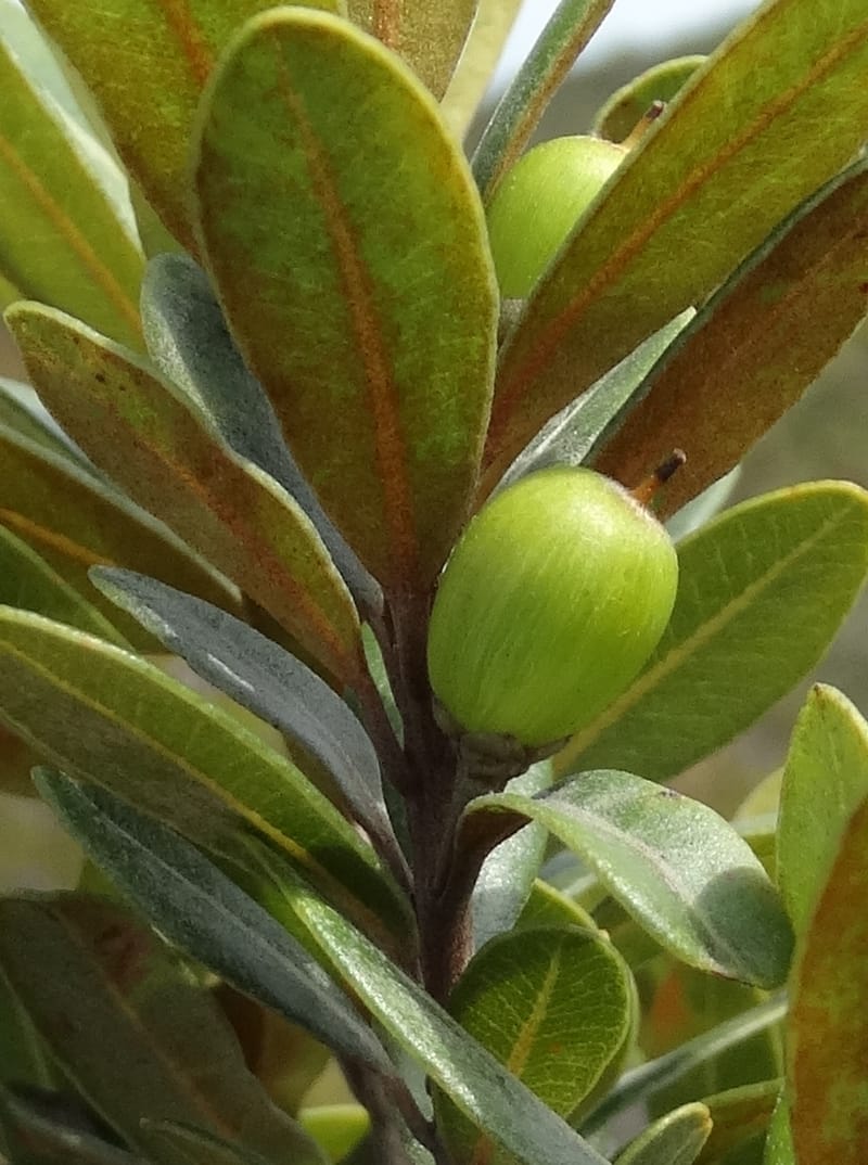 Pleioluma crebrifolia, Munzinger, J 7452--New Caledonia. Tiebaghi. 17 Nov 2015. DSC03437 (90).JPG