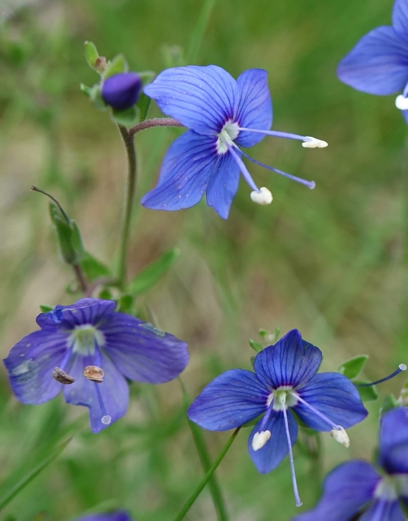 Veronica fruticans, Davidson, C 13254--Switzerland. Oberwald. Chapel St. Nikolas. 2 Jul 2016. DSC07728 (454).JPG