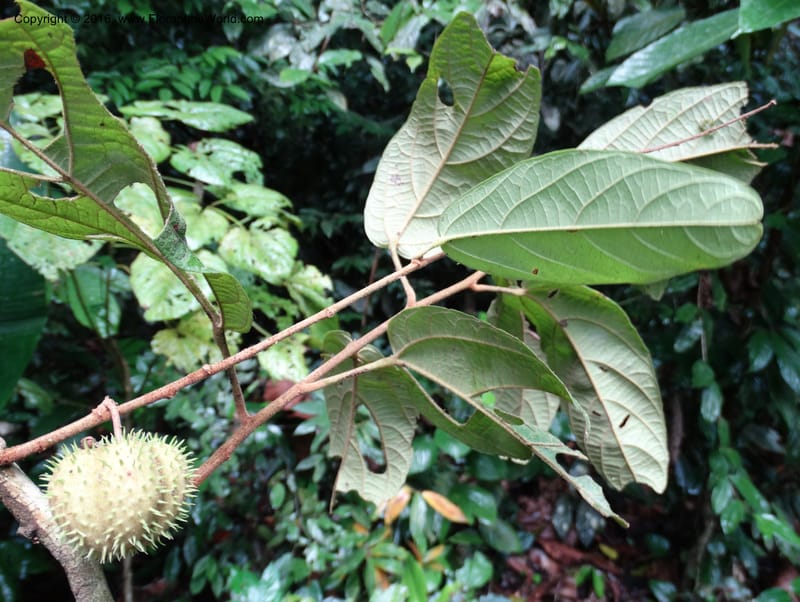 Byttneria, Davidson, C 12752--Sabah. Sg. Nelumad. 12 Oct 2014. DSC04383 (235).JPG