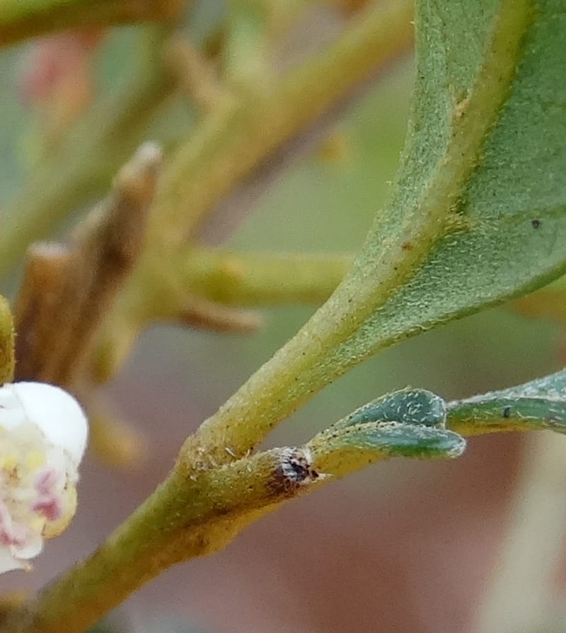 Guioa villosa, Callmander, M 1257--New Caledonia. Tiebaghi. 17 Nov 2015. DSC03437 (213).JPG