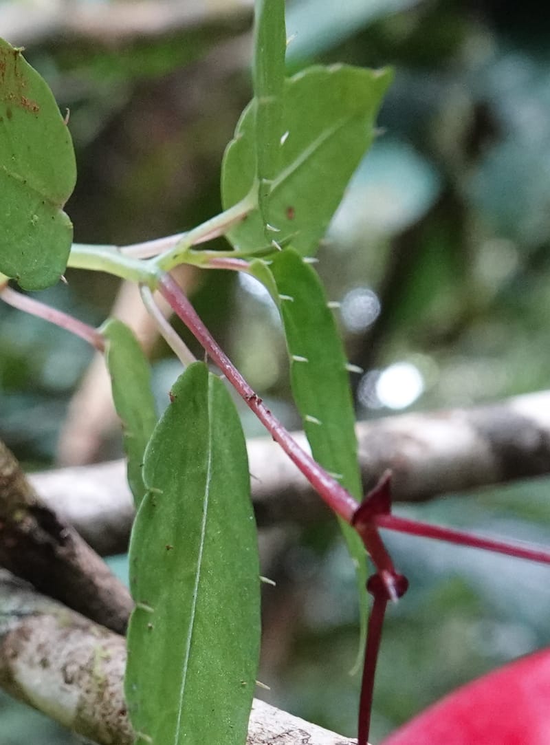 Impatiens, C. Davidson 13908--Gabon. M de C. Sent. Andok. 28 Oct 2018. DSC09339 (272).JPG