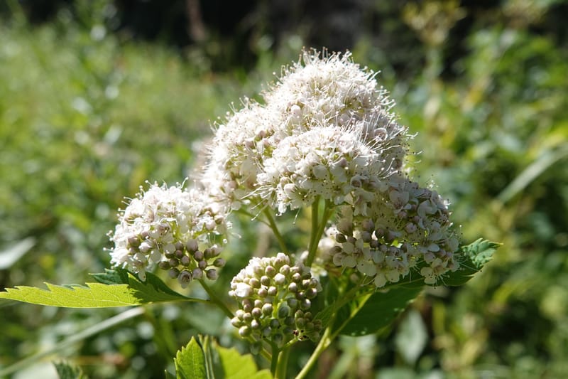 Spiraea lucida, C. Davidson 14085--ID. Valley Co. Lick Cr. Rd. 4 Aug 2020. DSC06356 (1).JPG
