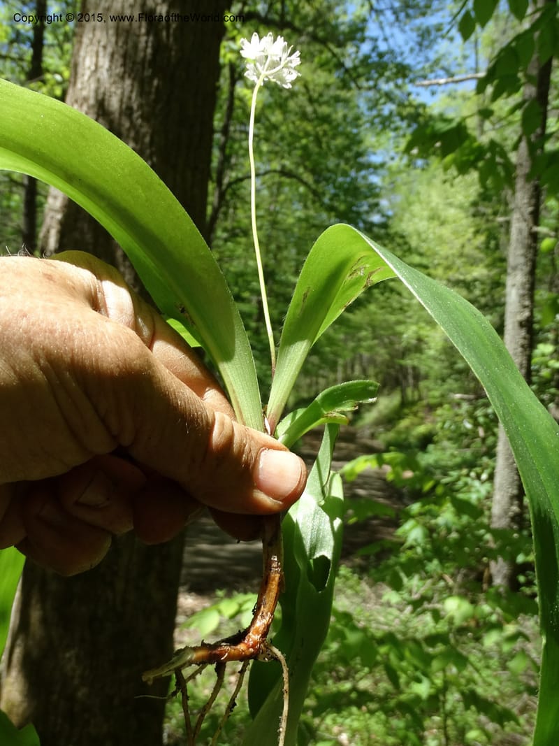 Clintonia umbellulata, Davidson, C 12988--North Carolina. Clay Co. Perry Gap Rd, Barnard's Cr. 13 May 2015. DSC04860 (267).JPG