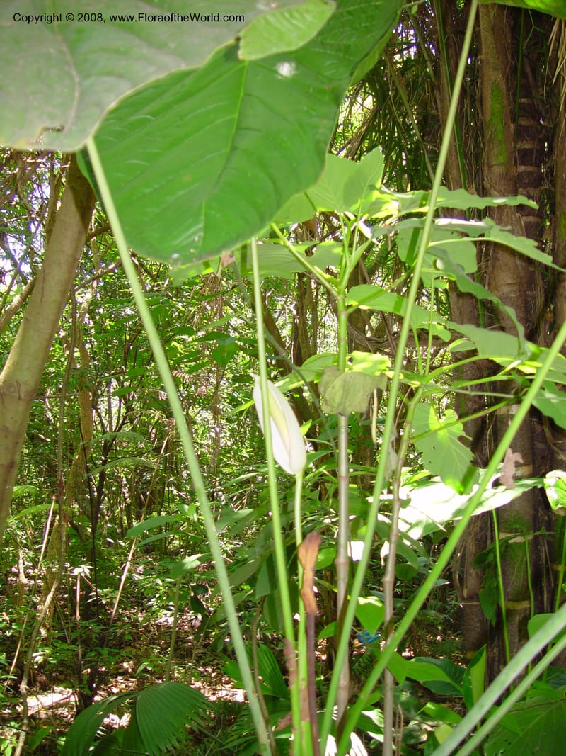 Anthurium caperatum--Costa Rica. INBio Parque, San Jose. 29 Mch 03. 051.jpg