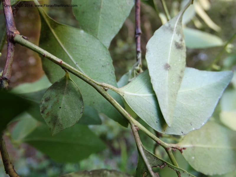 Maytenus acuminata, Davidson, C 12280--South Africa. Western Cape. Karatara River. 21 Jan 2014. DSC00950 (39).JPG