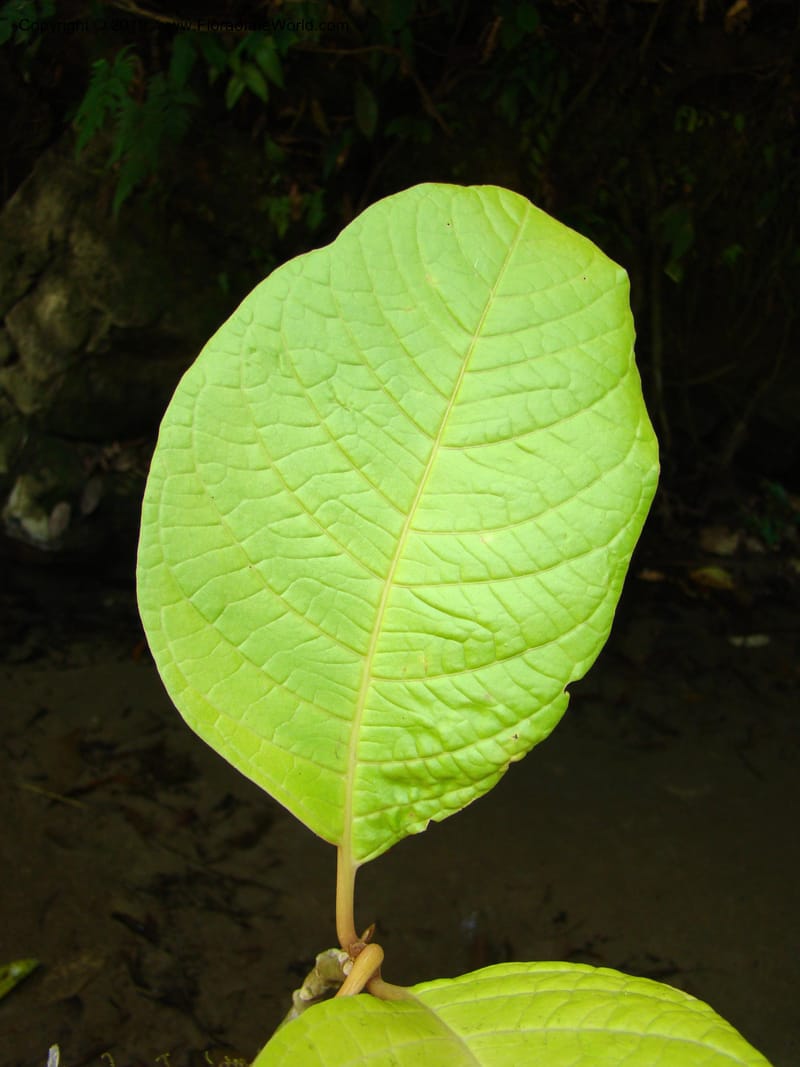 Neea amplifolia, B. Hammel 24695--Costa Rica. Prov. Limon. Selva Bananito Lodge. 13 Apr 08. 090 (2).jpg
