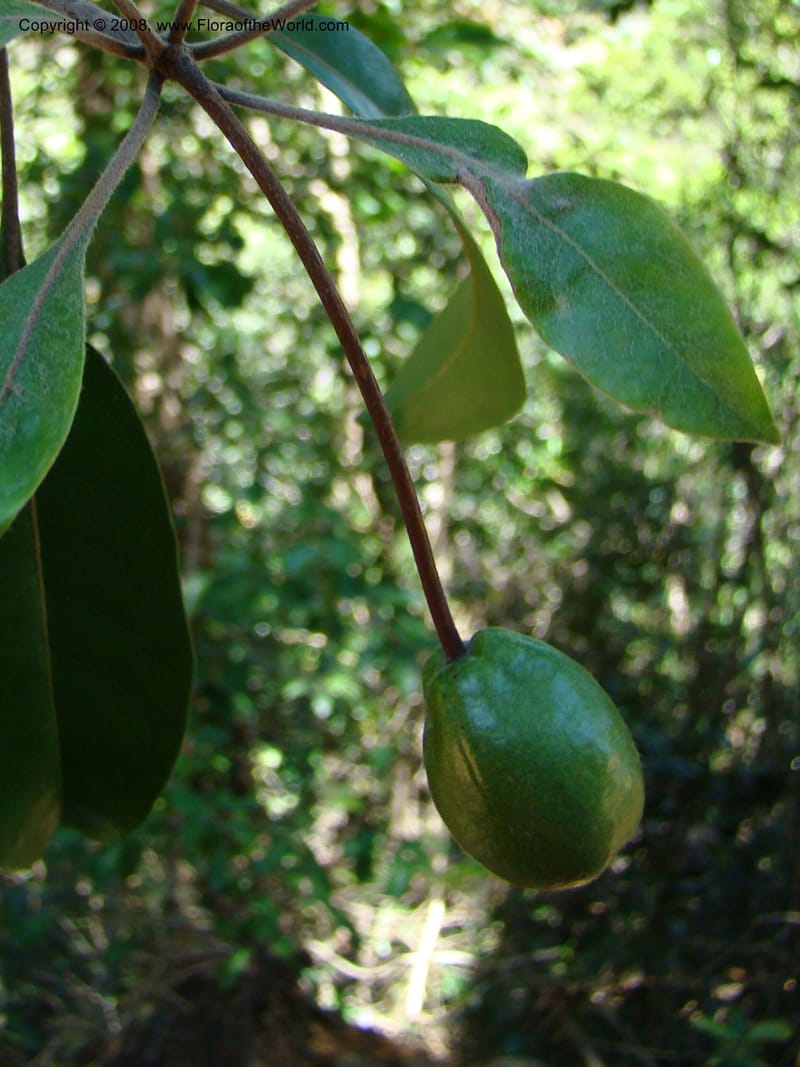 Pittosporum gracile, CGemmill601--N.Caled. Dumbea Dam, Dumbea Riv. 11 Nov 07. 157.jpg