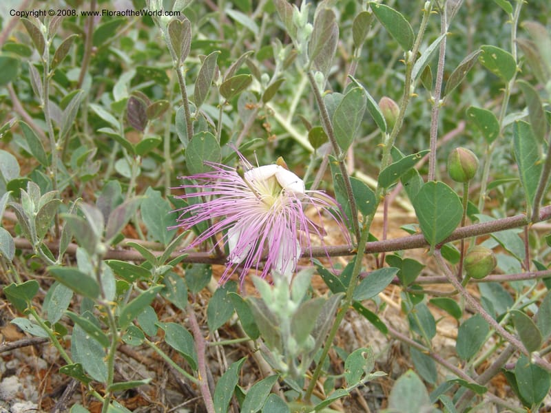 Capparis sicula ssp sicula--Crete. Btwn Almerida and Kalives. 26 May 05. 006.jpg