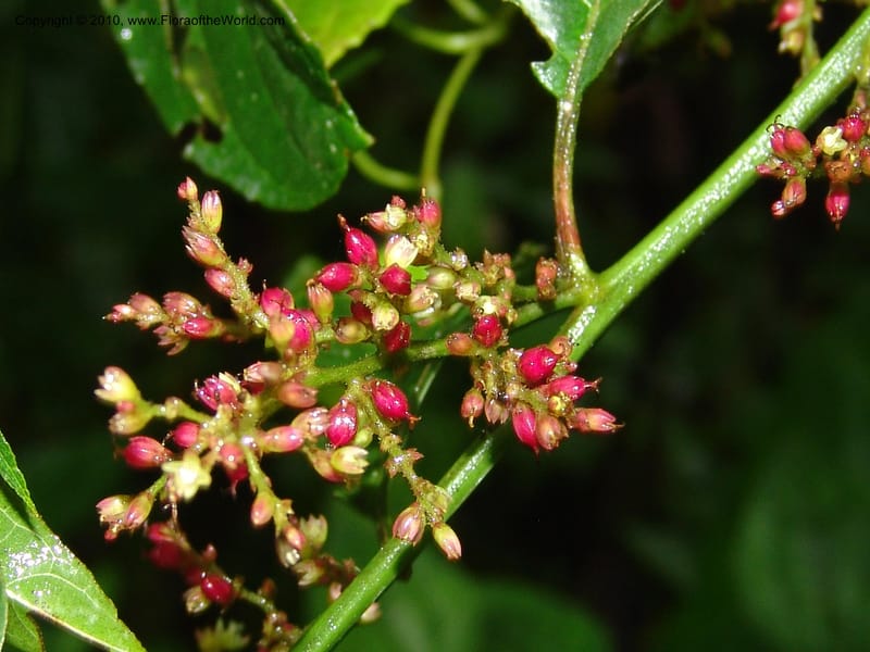 Chamissoa, Croat 95718--Ecuador. Maquipucuna Biol. Res. Send. Princip. 11 Mar 06. 176 (8).jpg