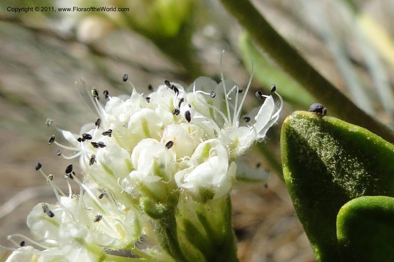 Eriogonum pyrolaefolium var. coyphaeum, Davidson, C 11893--ID. Valley Co. Lick Creek Rd. 12 Aug 2011. 001 (5).jpg