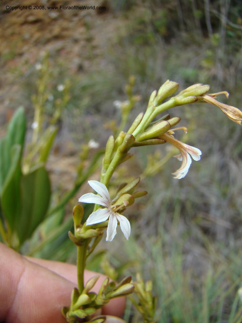 Scaevola beckii, JMunzinger4887--New Caledonia. Tontouta R.jct Kalouehola R. 21 Nov 07. 041.jpg