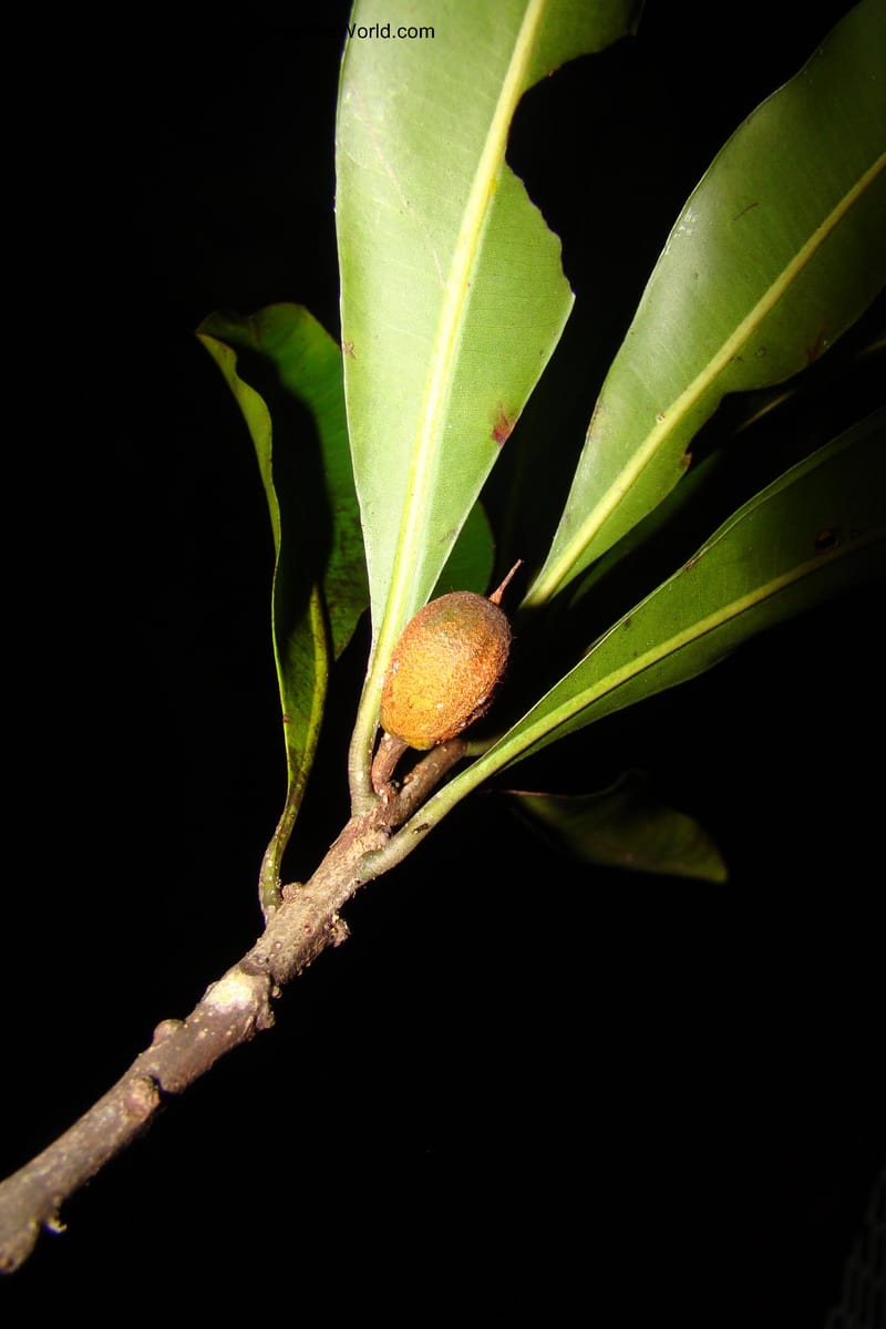 Pouteria gomphiifolia, Vasquez 34804--Peru. Loreto. Dist. Nauta. Miraflores, Rio Tigre. 10 Nov 08. 899.jpg