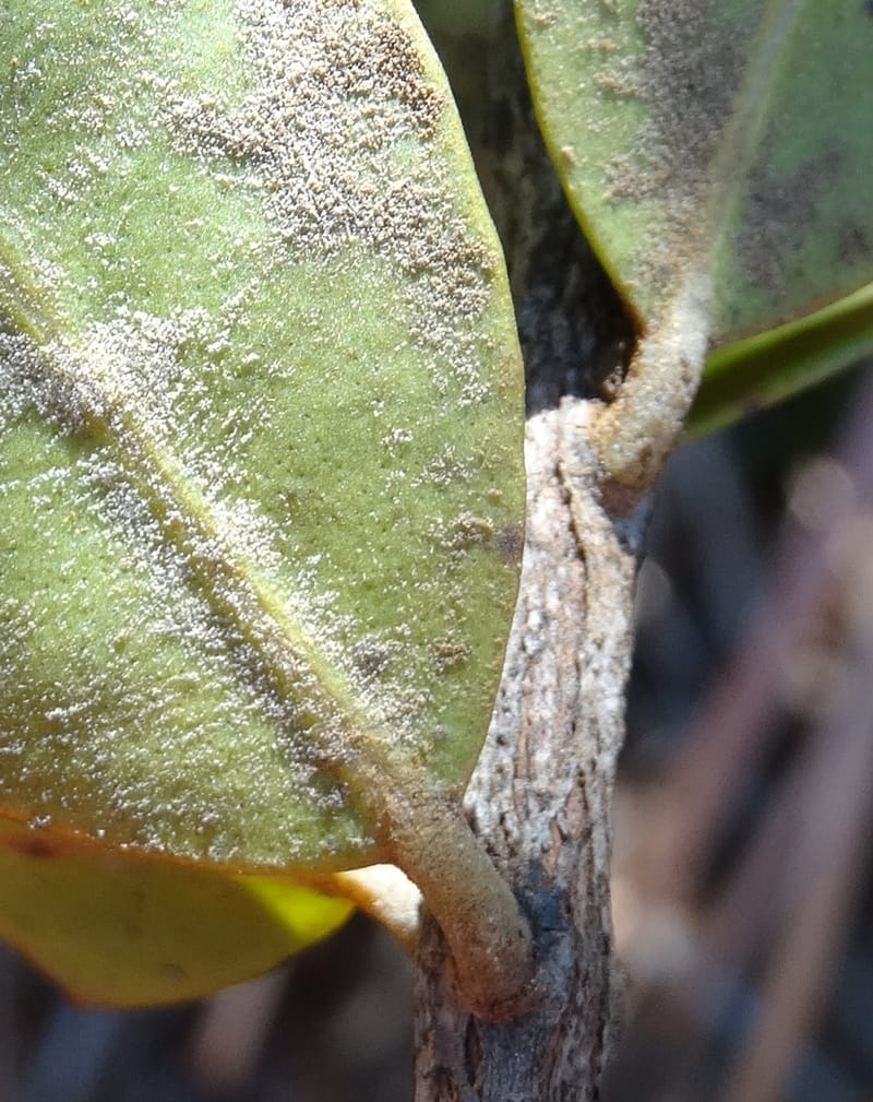 Gossia alaternoides, Callmander, M 1273--New Caledonia. PinPin. 20 Nov 2015. DSC03938 (369).JPG