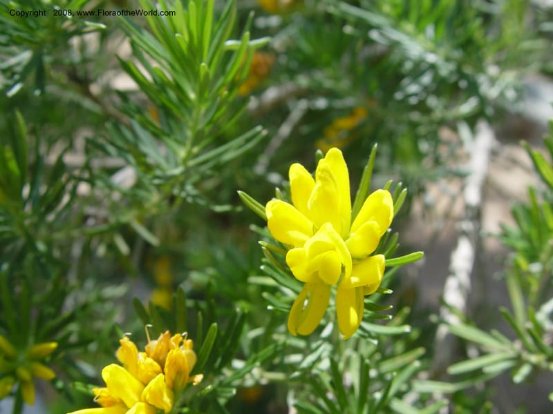 Genista linifolia, 2000.00026--Spain. Barcelona Botanic Garden. 19 Apr 04. 024.jpg