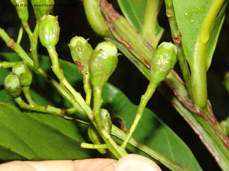 Ocotea olivacea, RVasquez 31543--Peru. Prov. Oxa. Estac. Paujil. Send. El Mirador. 16 Oct 06. 201 (1).jpg