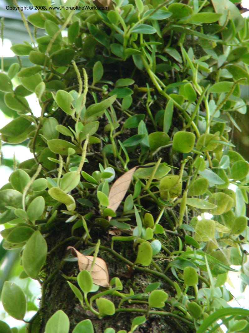 Peperomia, JMunzinger4870--New Caledonia. Plateau de Dogny. 19 Nov 07. 480.jpg