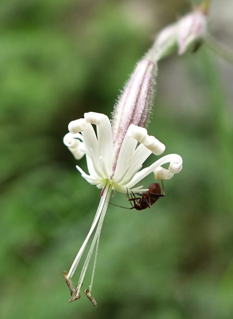Silene nutans subsp. nutans,  Davidson, C 13266--Switzerland. Oberwald. Chapel St. Nikolas. 2 Jul 2016. DSC07728 (774).JPG