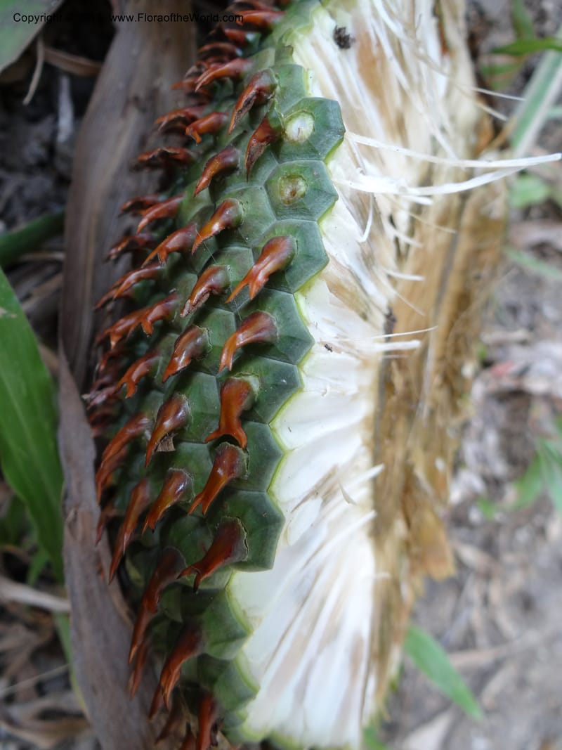 Pandanus acaulescens, Callmander 1041--Thailand. Chiang Mai. Doi Inthanon N. P. 9 Nov 2012. (120).JPG