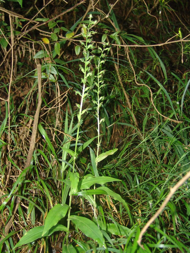 Habenaria malacophylla--So.Africa. Mpumal. Moodie Mts.  18 Mch 05. 445.jpg