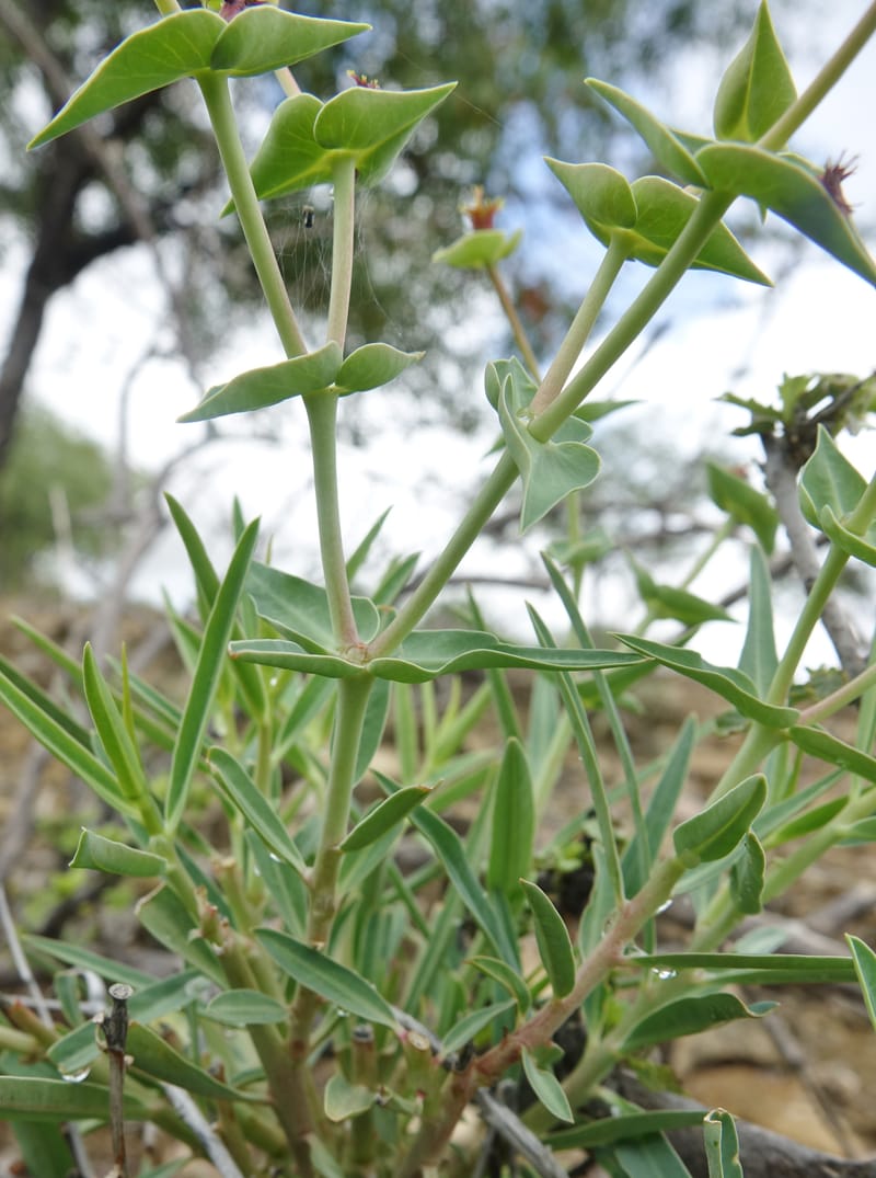Euphorbia monteiroi, Nanyeni 1187--Namibia. Dry waterfal. 20 Mar 2018. DSC01925 (42).JPG