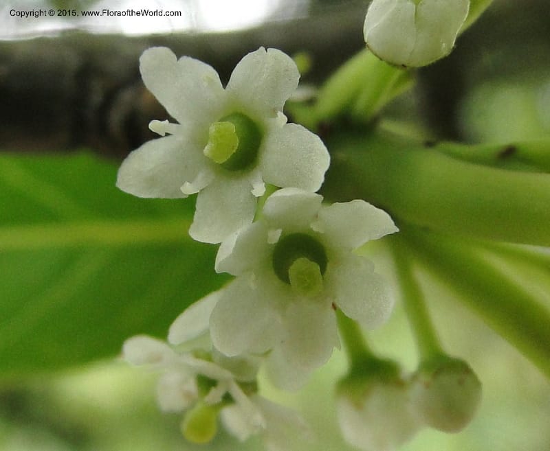 Ilex, Regalado 1770--Viet Nam. Ban Khoang Commune. 4 May 2011. 038 (2).jpg