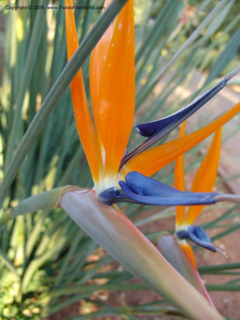 Strelitzia juncea--So. Africa. Pretoria Nat. Bot. Gard. 25  Jun 04. 091.jpg