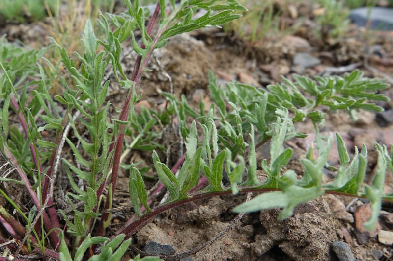 Balsamorhiza hookeri, C. Davidson 13555--ID. Blaine Co. Rock Creek Preserve. TNC. 13 May 2017. DSC00171 (298).JPG