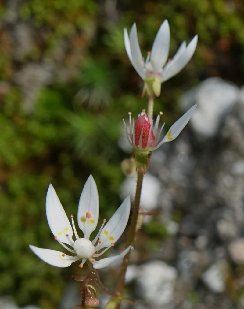 Saxifraga stellaris, Davidson, C 13213--Switzerland. Chuenxentennlen. Grimsel Pass rd. 30 Jun 2016. DSC06756 (4).JPG